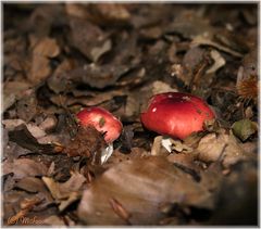 red fungi