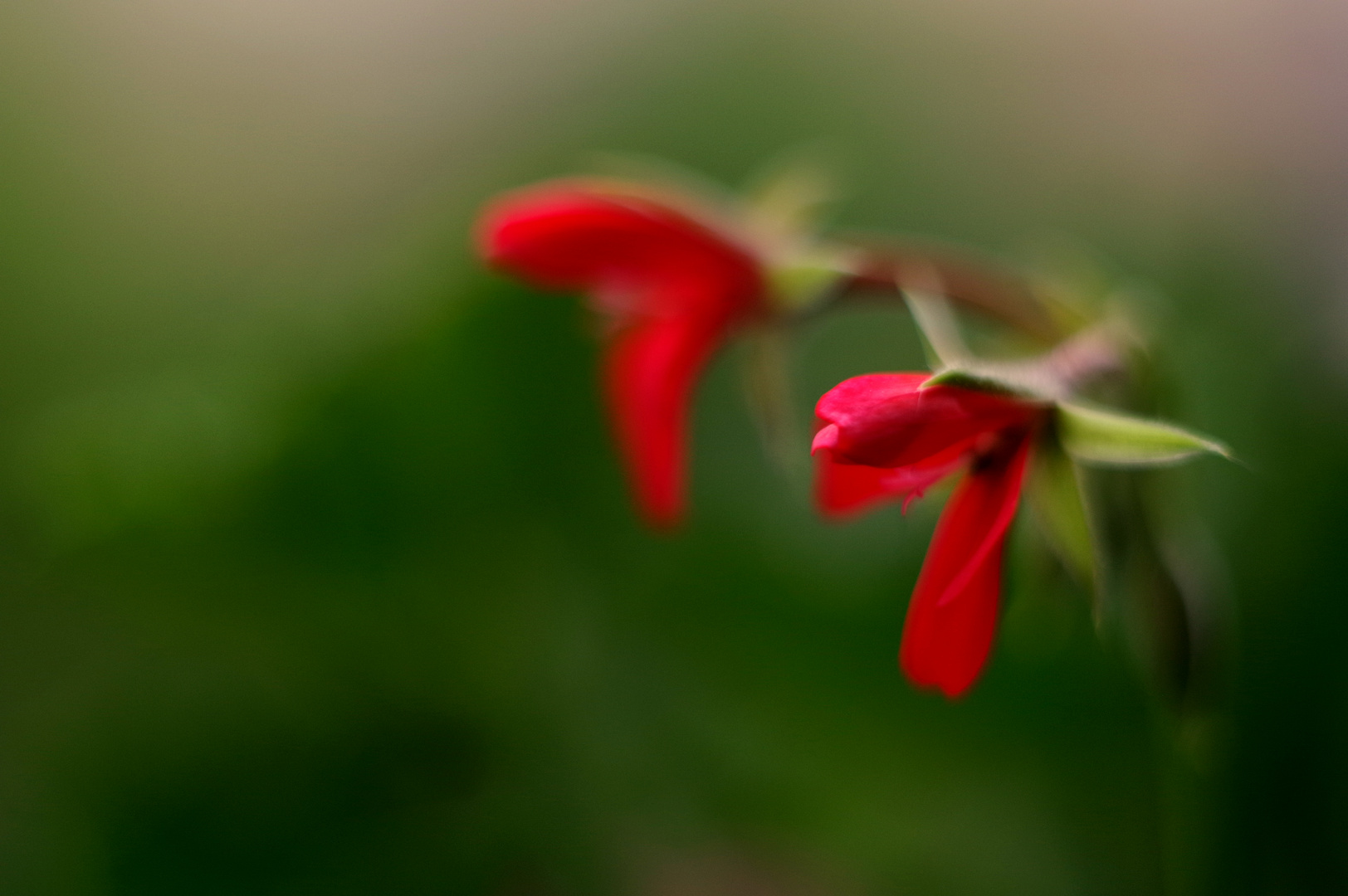 Red geranium