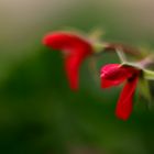 Red geranium