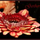 red gerbera