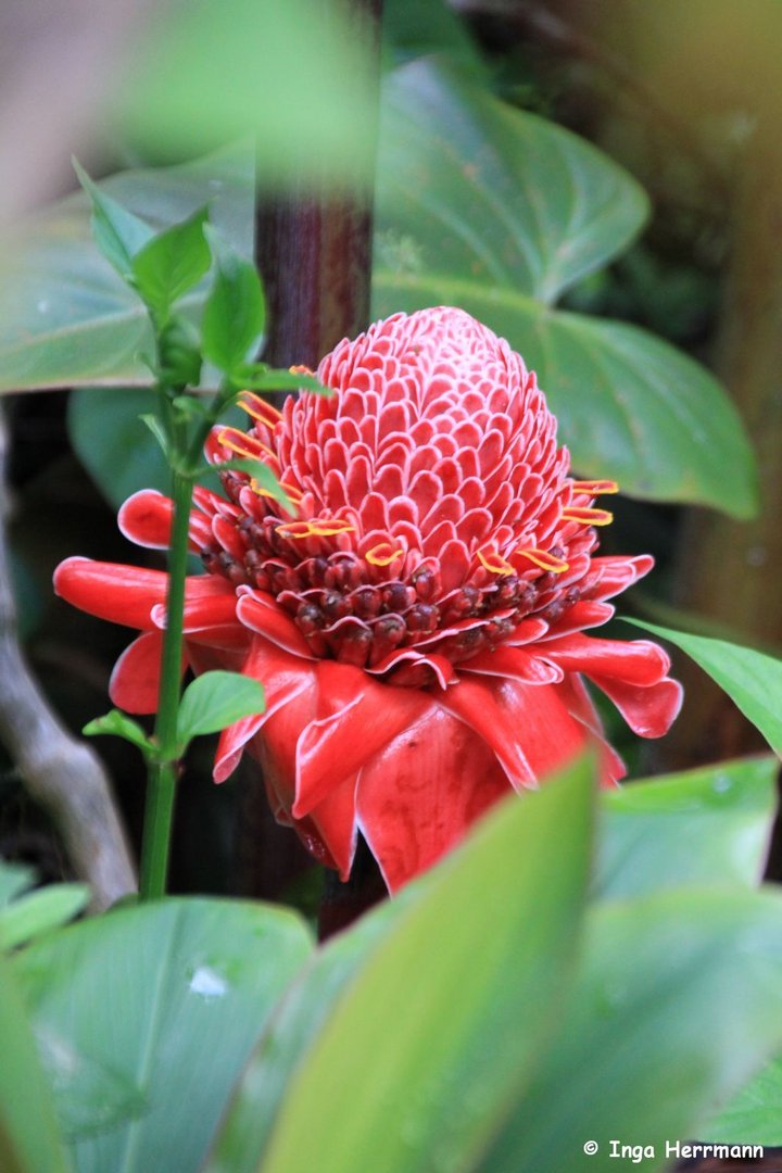 Red ginger lily