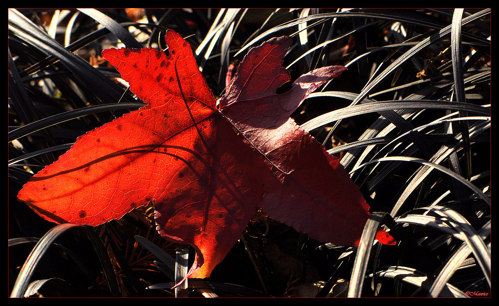 RED GLOW