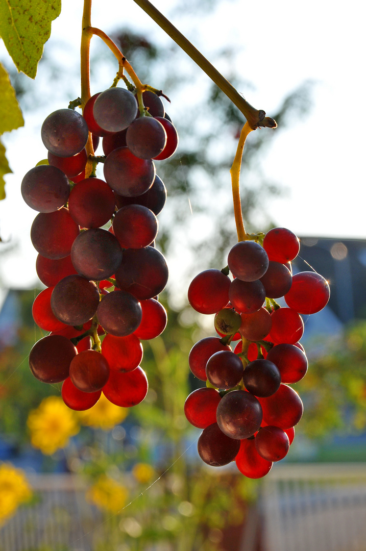 Red grapes