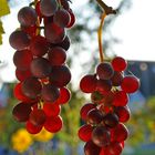 Red grapes