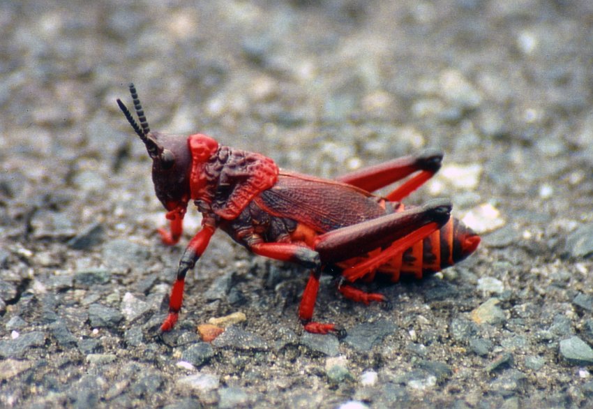 Red Grasshopper