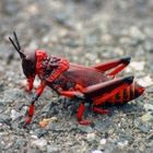 Red Grasshopper