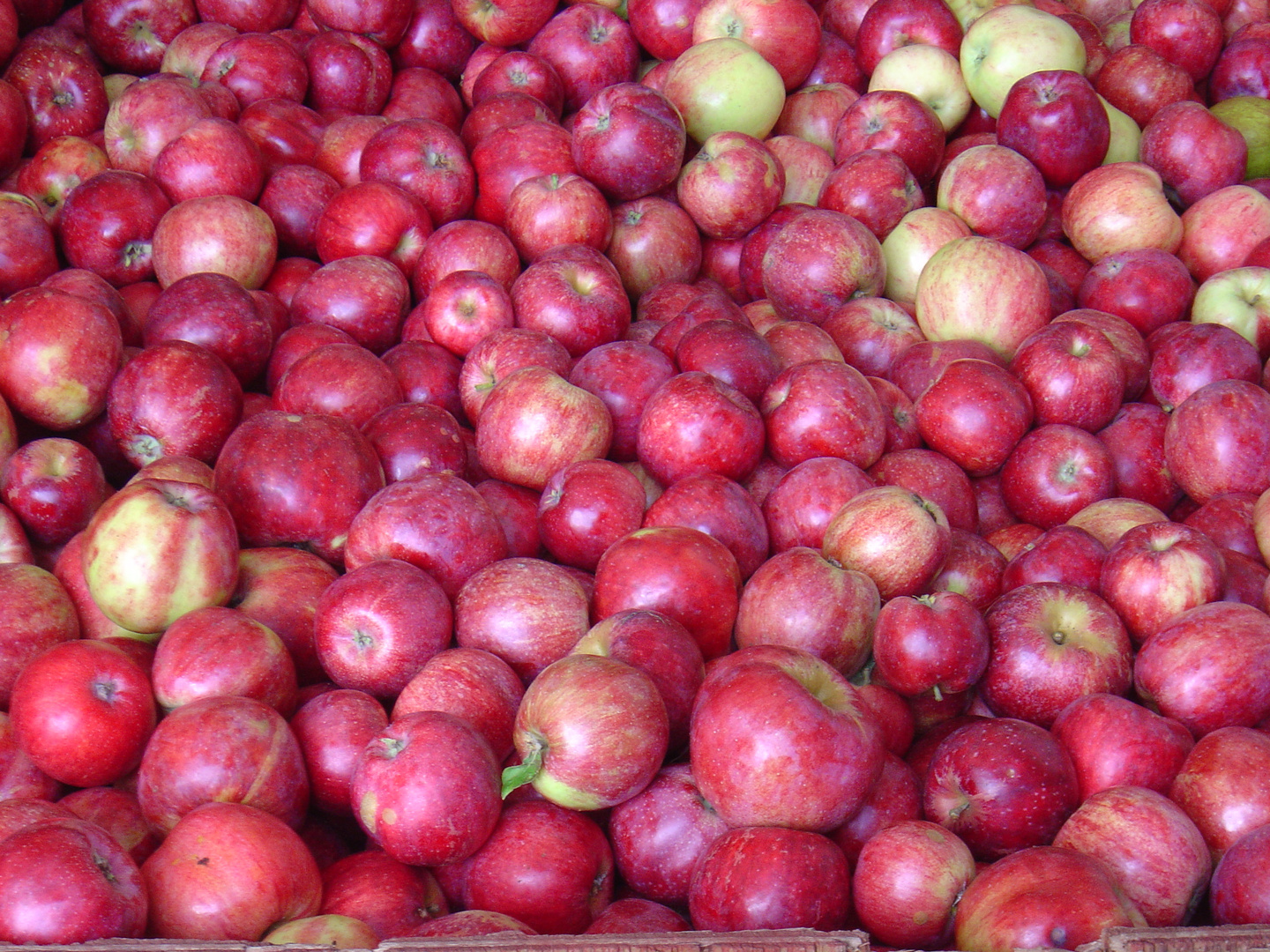 Red Gravenstein Apples