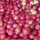 Red Gravenstein Apples