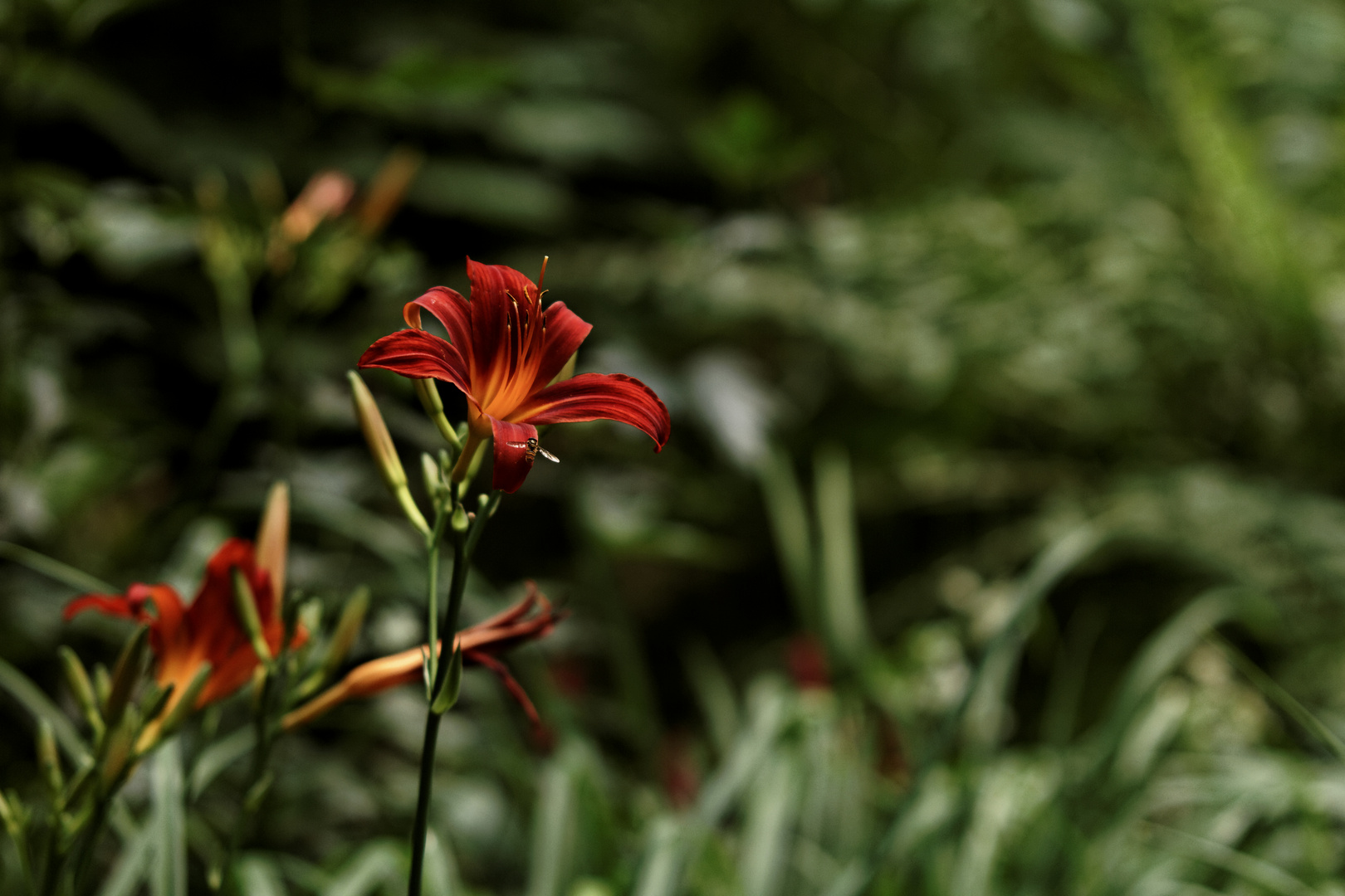 red & green