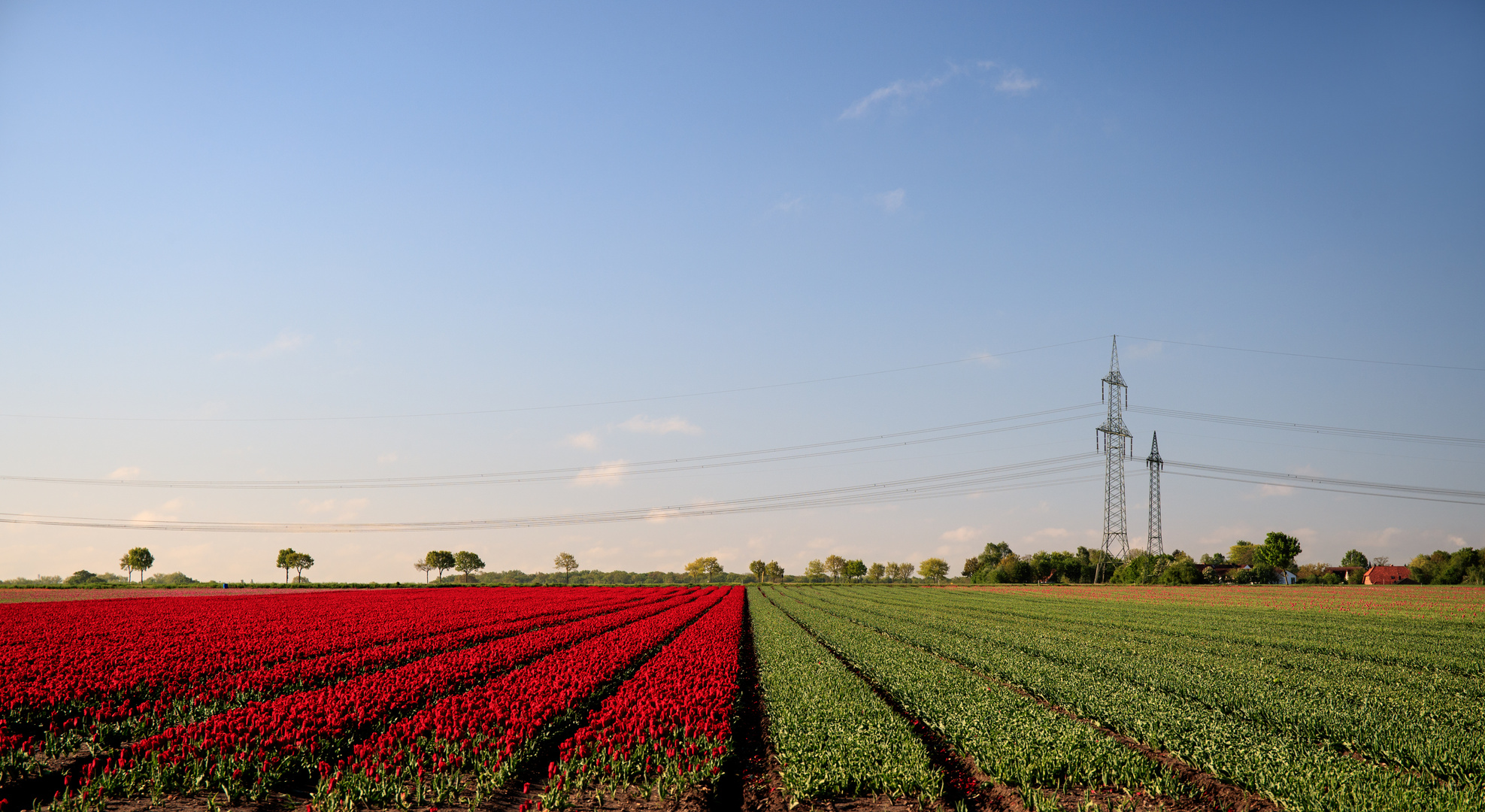 red green