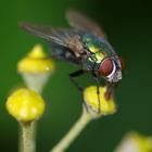 Red, green and yellow + green