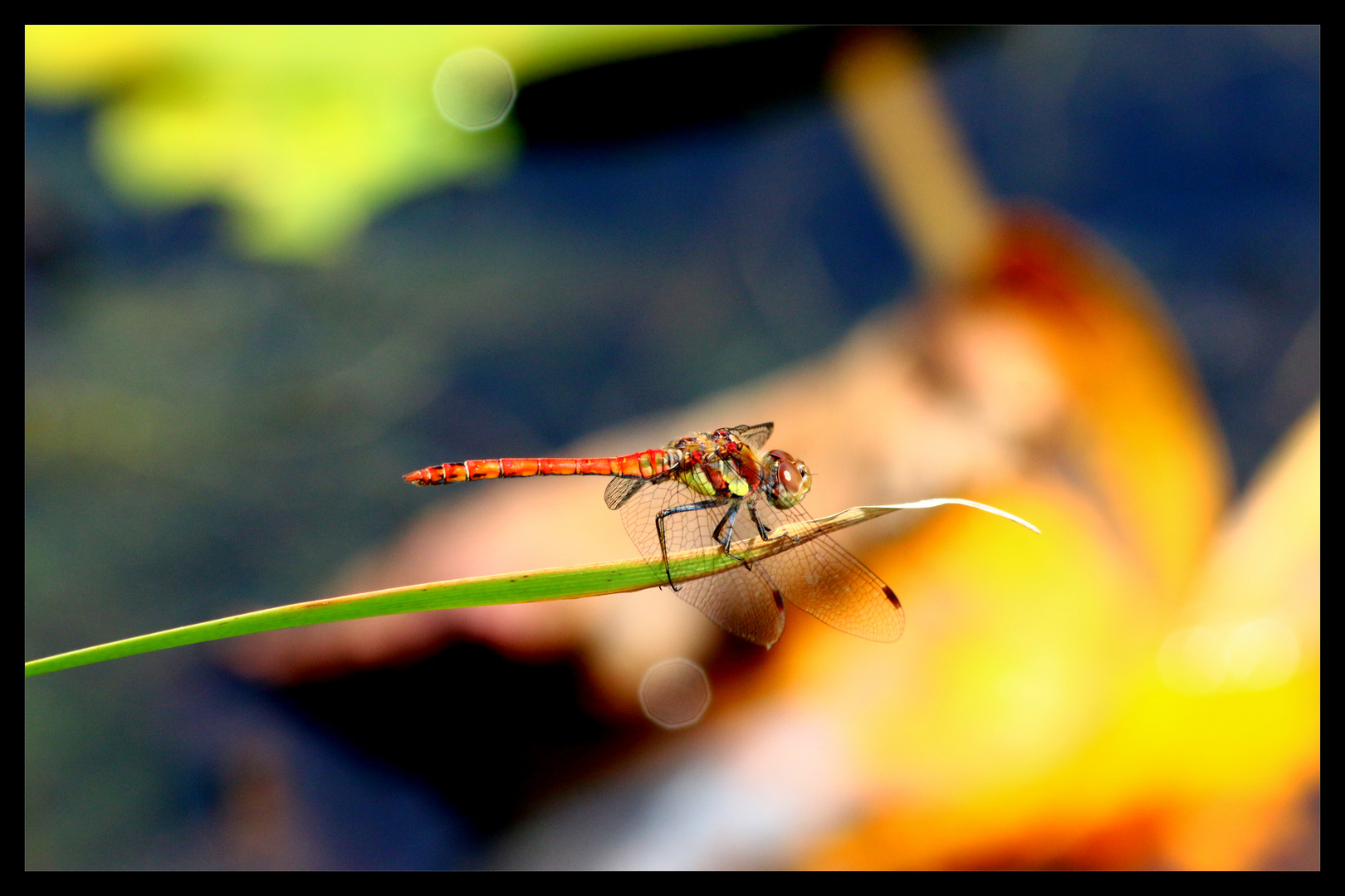 Red Green Dragonfly