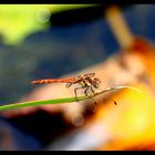 Red Green Dragonfly