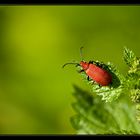 Red & Green