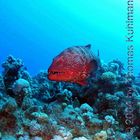 Red Grouper 02