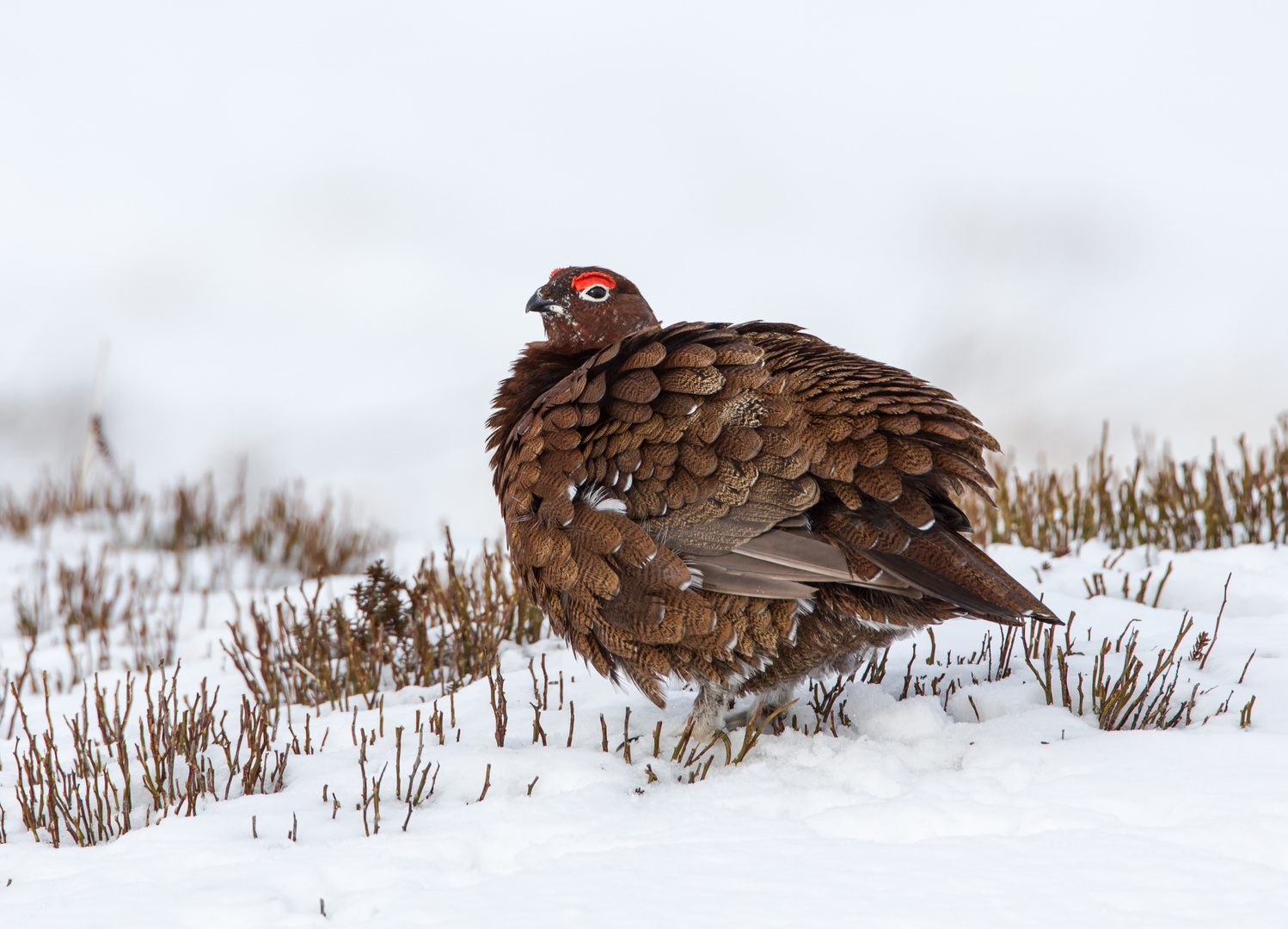 red grouse