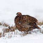 red grouse