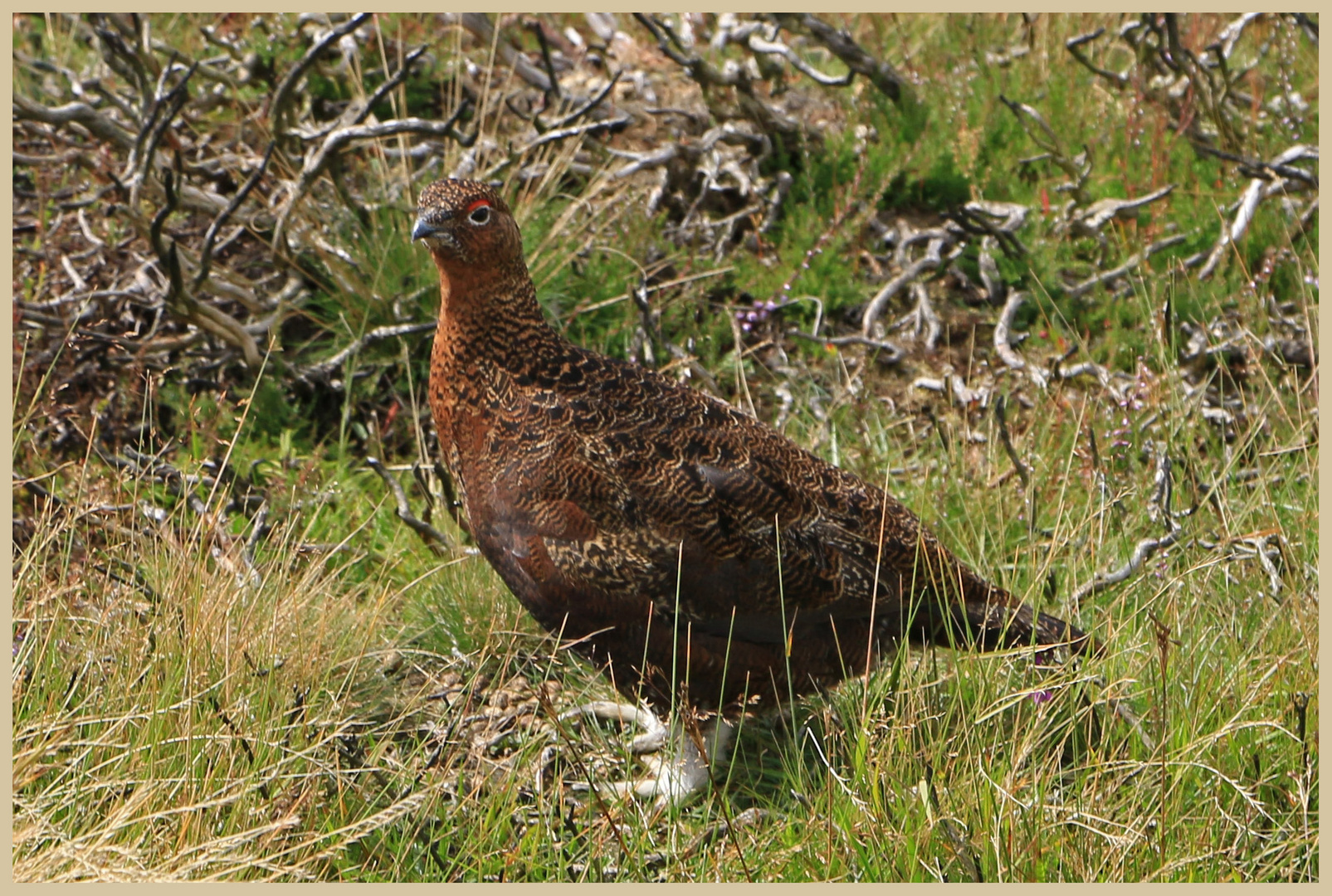 red grouse 3