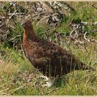 red grouse 3