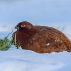 red grouse