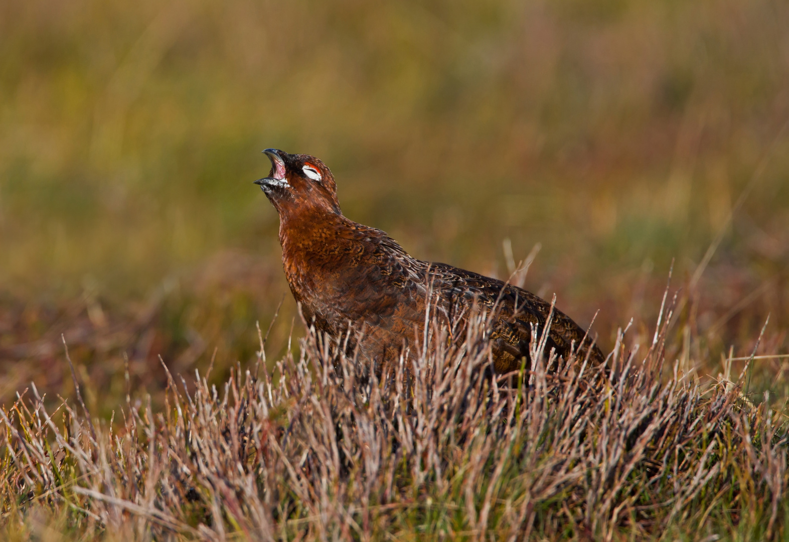 red grouse