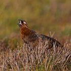 red grouse