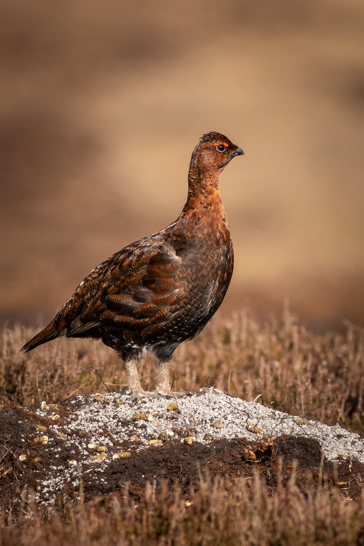 Red grouse (Lagopus lagopus)