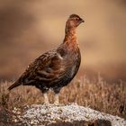 Red grouse (Lagopus lagopus)