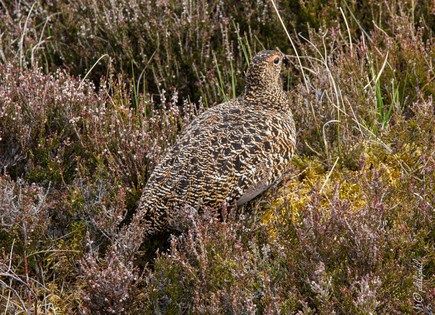 Red Grouse - Schottisches Moorhuhn