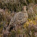 Red Grouse - Schottisches Moorhuhn