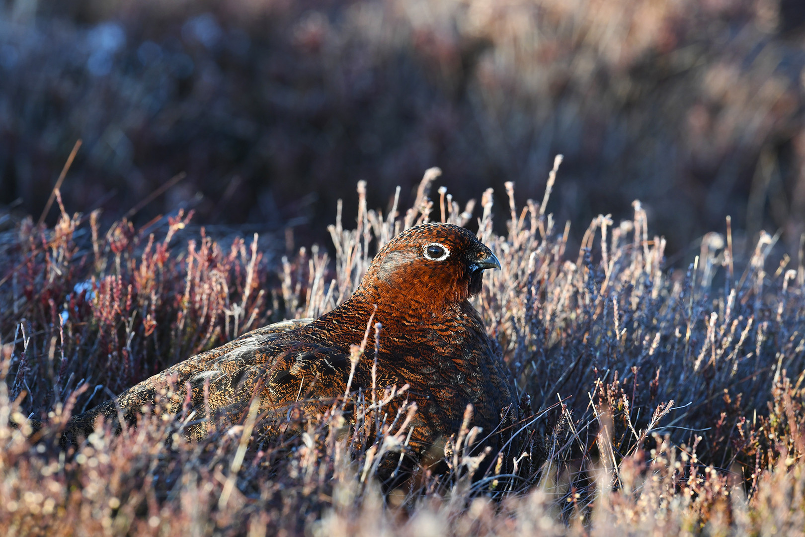 Red Grouse (Schottisches Moorschneehuhn) 