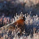 Red Grouse (Schottisches Moorschneehuhn) 