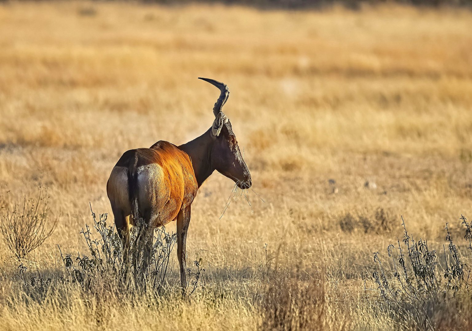 Red Hardebeest