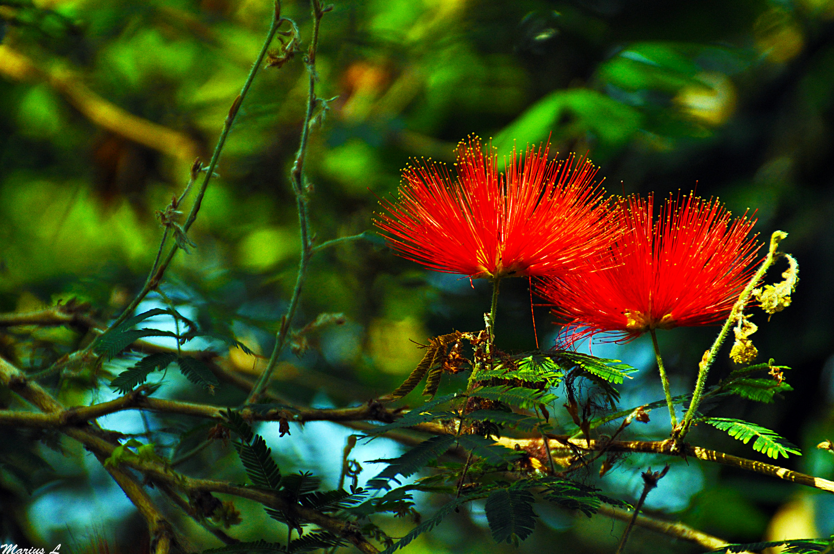 red harmoniousness