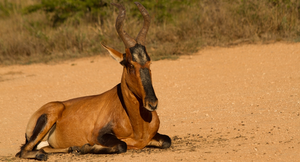 Red Hartebeest