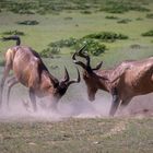 Red Hartebeest