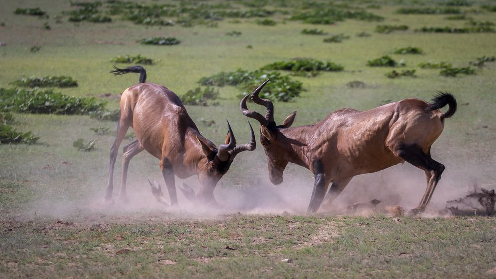 Red Hartebeest