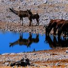 Red hartebeest