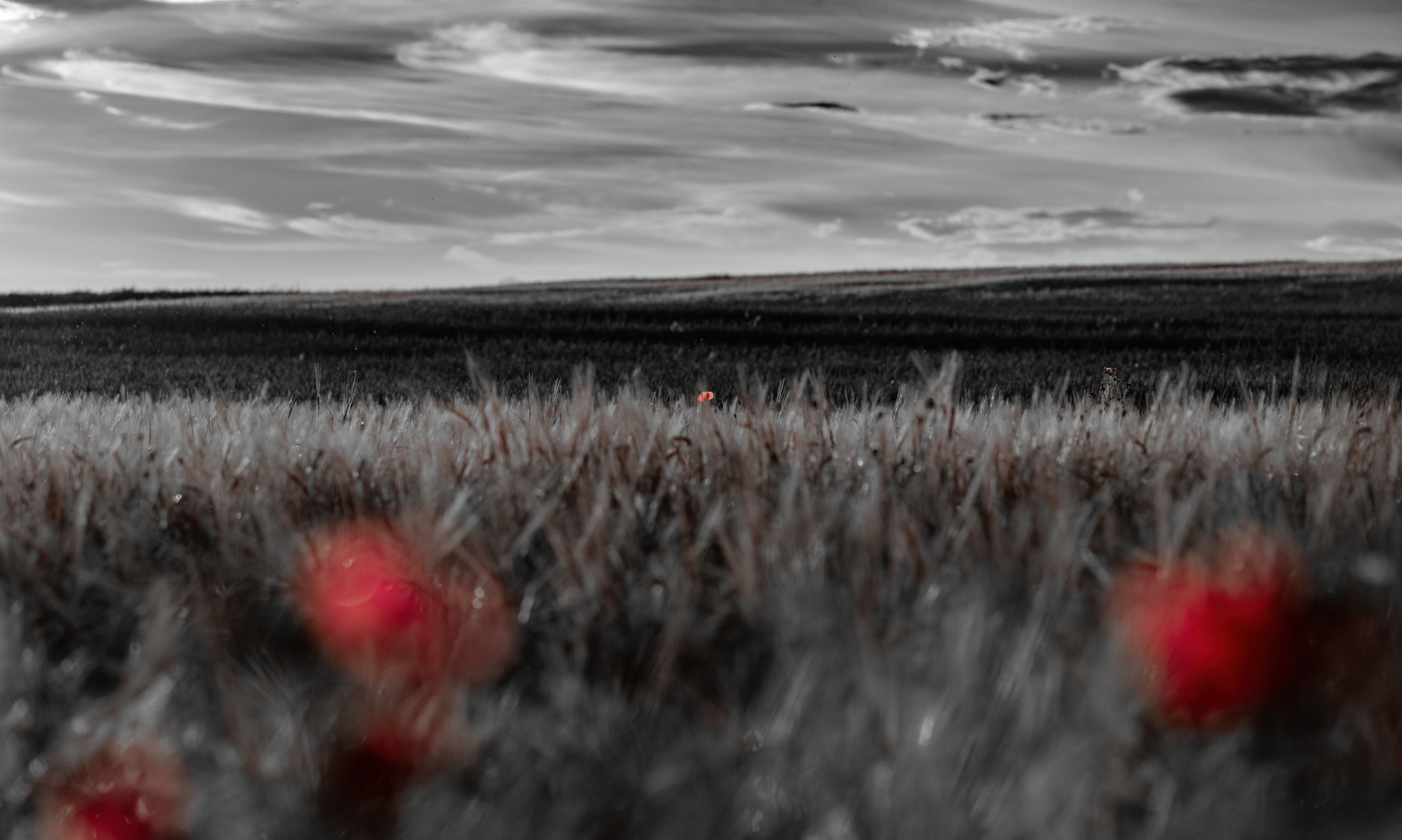 Red Harvest