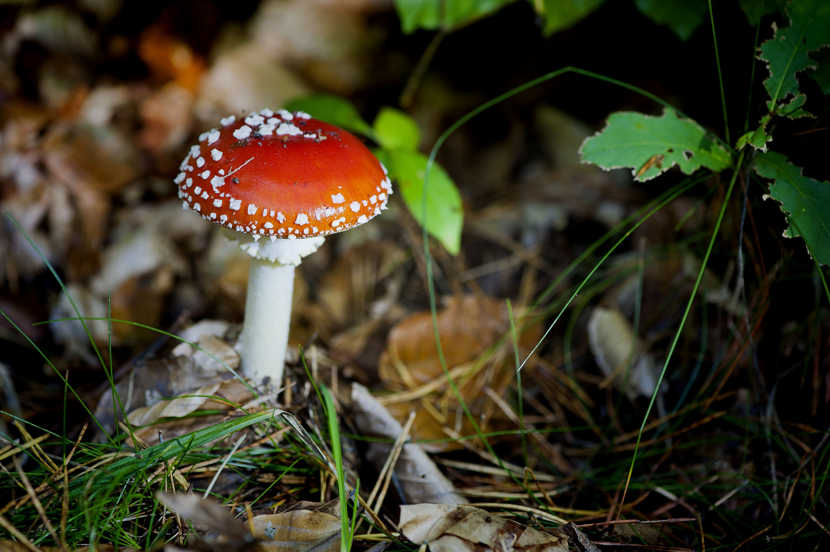 red hat