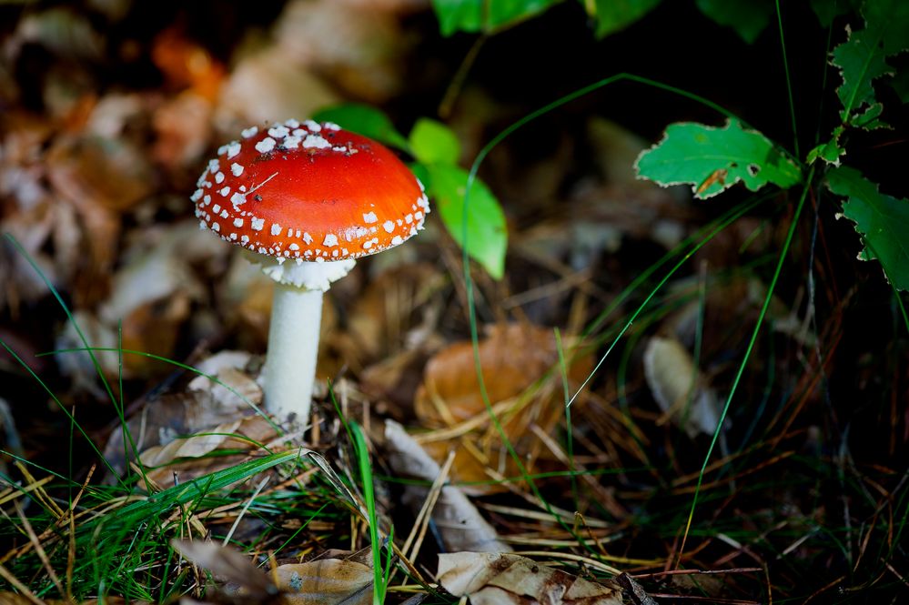 red hat