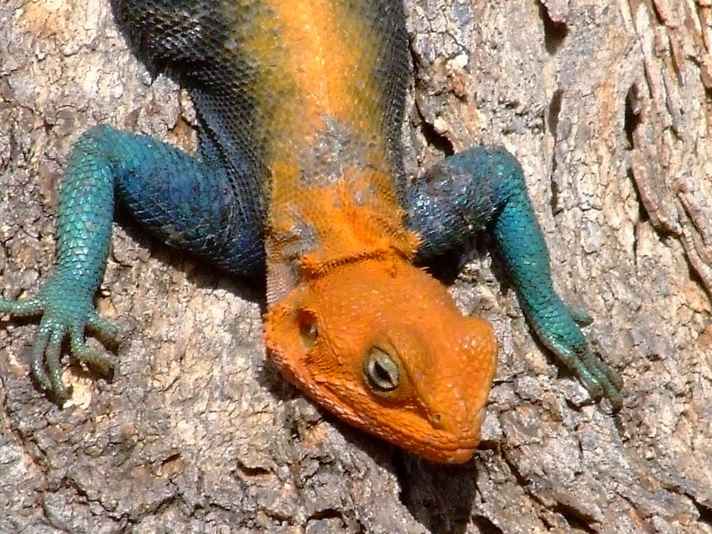 red-headed Agama