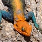 red-headed Agama