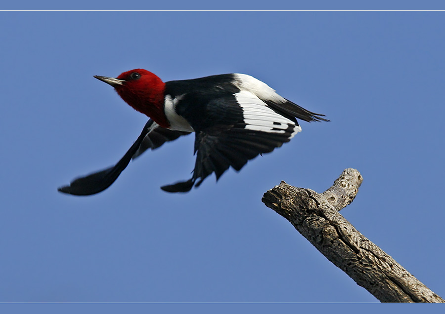 Red-headed Airline