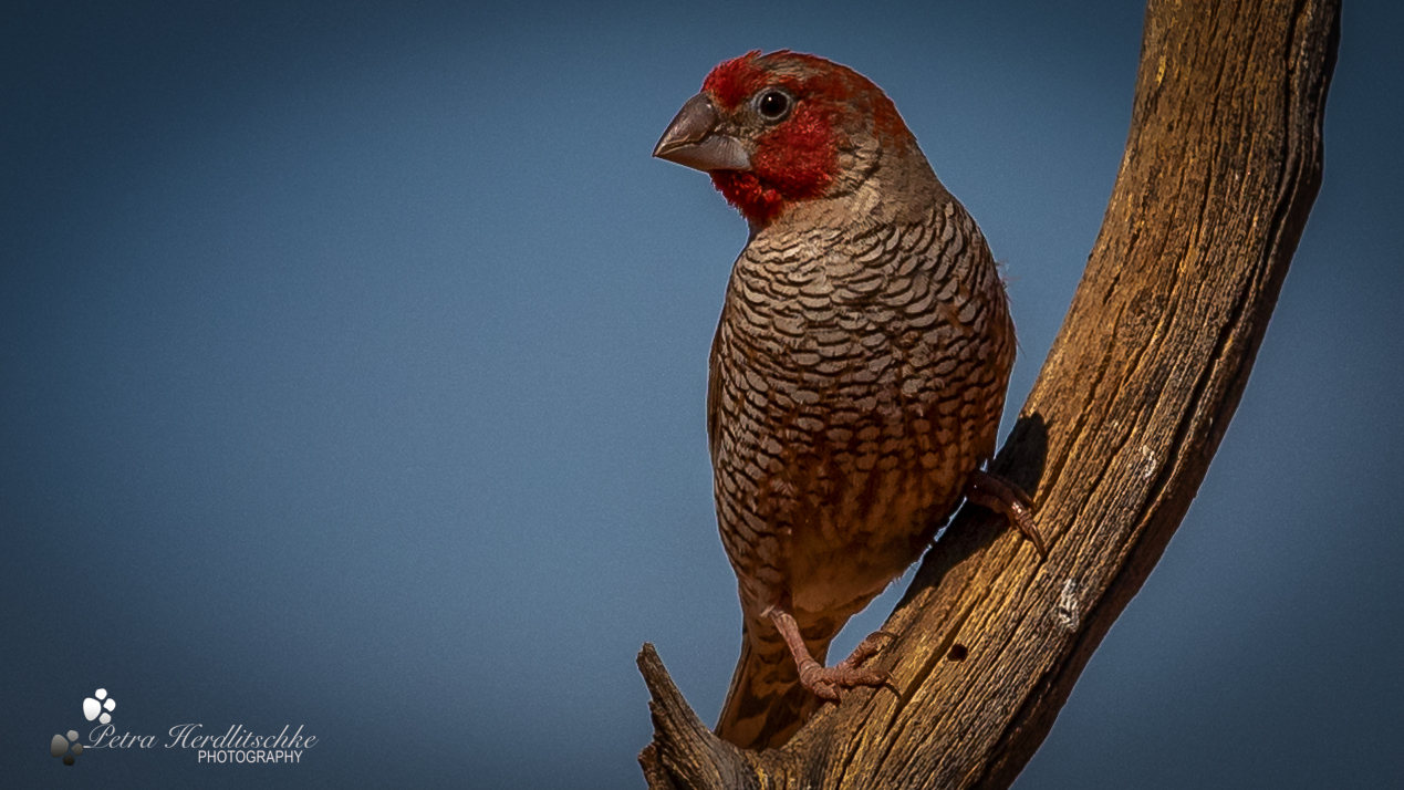 Red Headed Finch   -  Rotkopfamadine