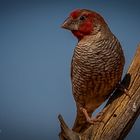 Red Headed Finch   -  Rotkopfamadine