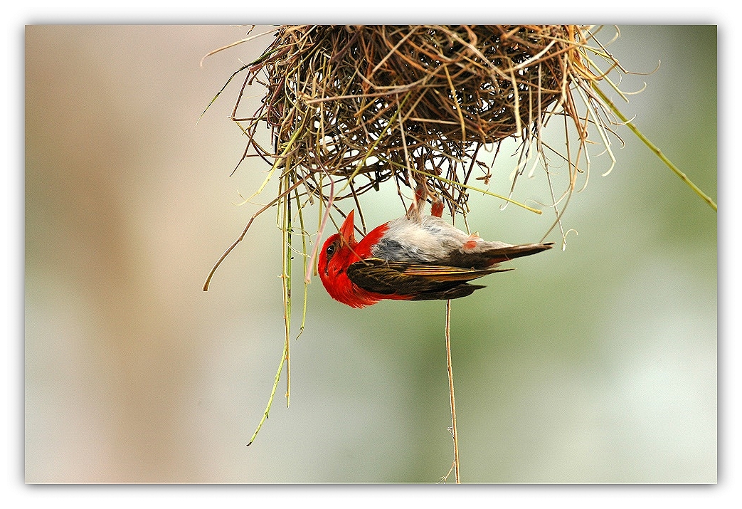 red headed weaver