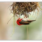 red headed weaver