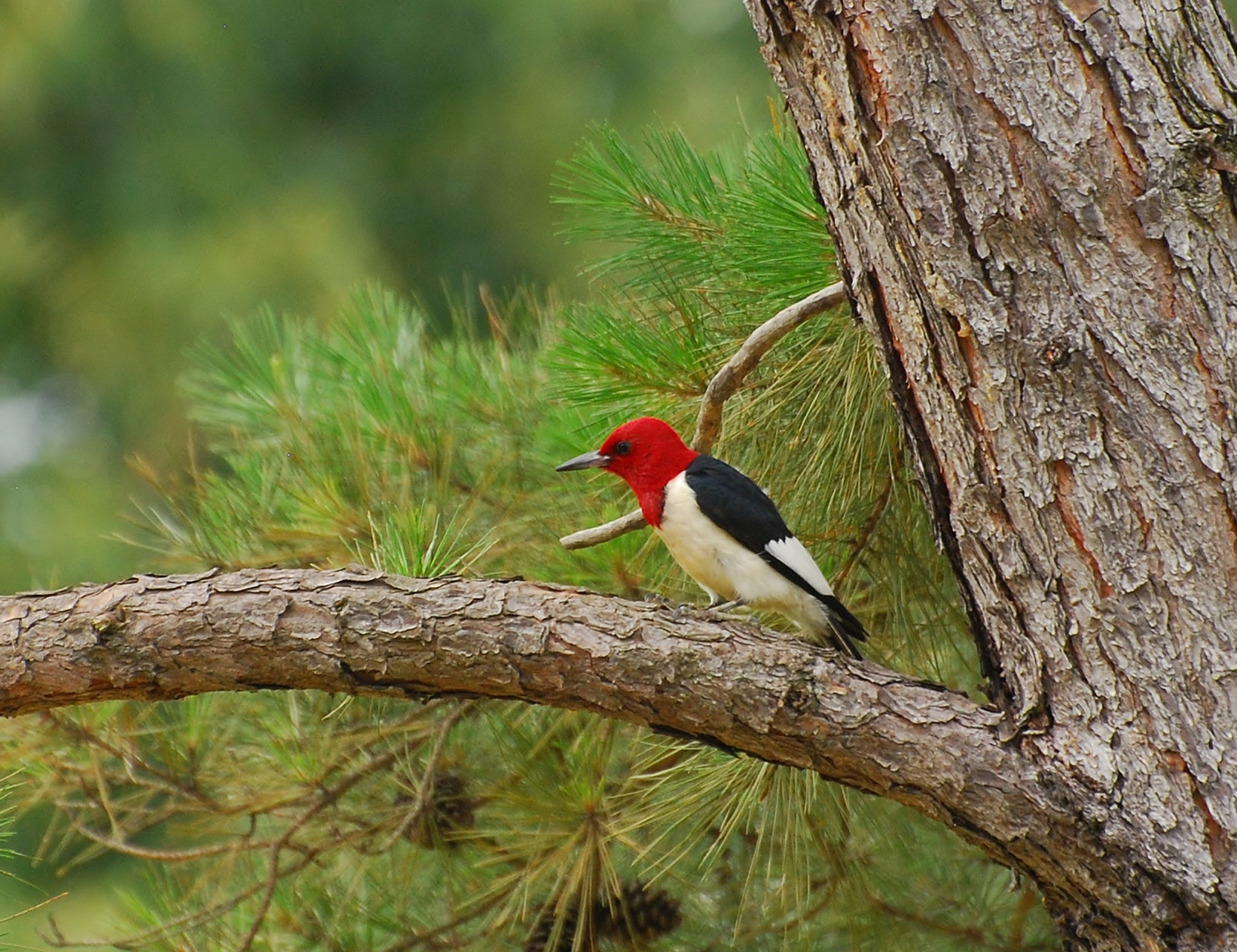 Red-headed Woodpecker (Melanerpes erythrocephalus)