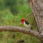 Red-headed Woodpecker (Melanerpes erythrocephalus)